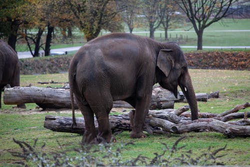 有关公园, 动物, 哺乳动物的免费素材图片