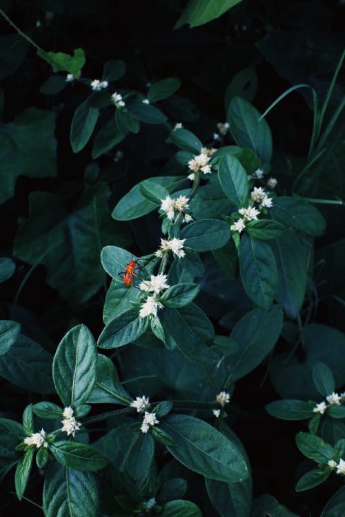 有关垂直拍摄, 天性, 户外的免费素材图片