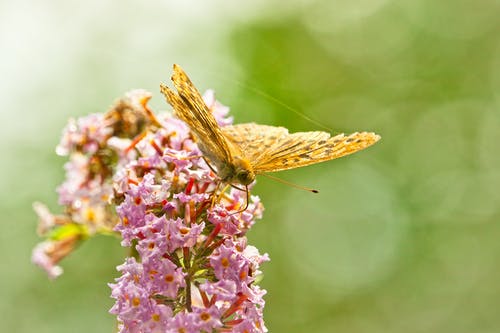 有关动物, 微距拍摄, 户外的免费素材图片
