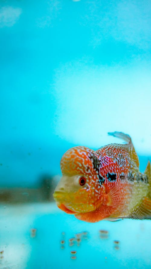 有关flowerhorn, 充满活力, 动物学的免费素材图片