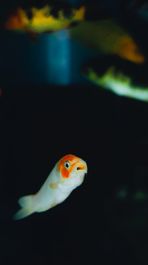 有关动物学, 动物, 半透明的免费素材图片