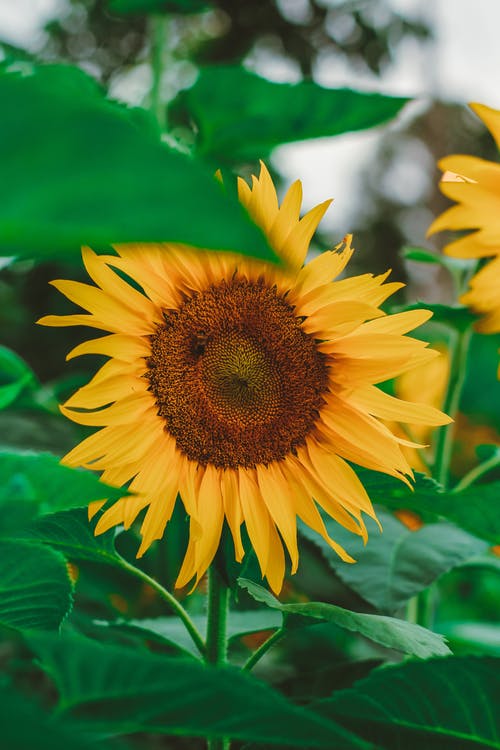 有关垂直拍摄, 增长, 射线小花的免费素材图片
