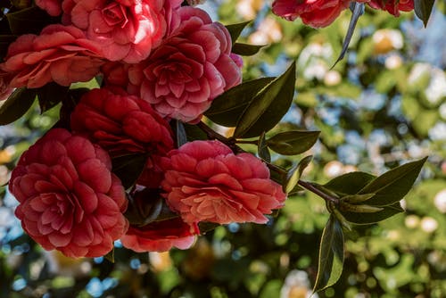 有关增長, 多花, 天性的免费素材图片