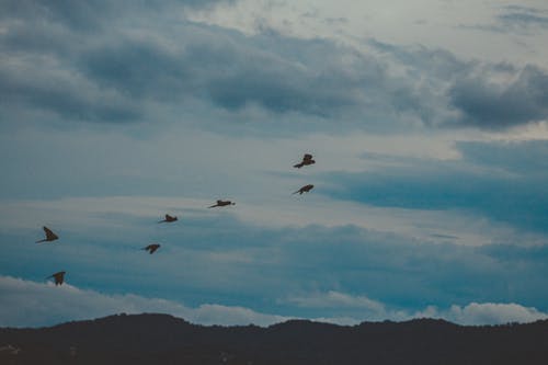 有关剪影, 天空, 羊群的免费素材图片