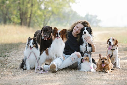 有关sheltie, 伴侣, 伸出舌头的免费素材图片