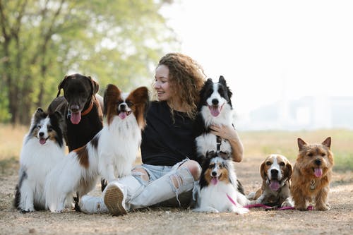 有关sheltie, 伴侣, 伸出舌头的免费素材图片