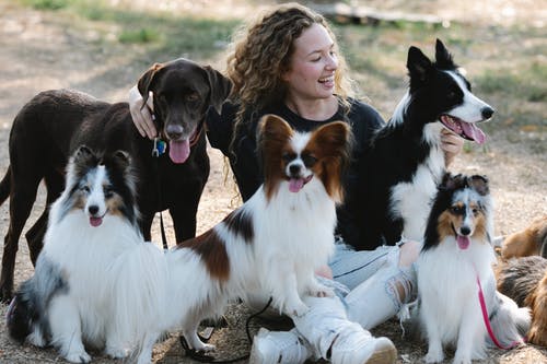 有关sheltie, 一起, 休息的免费素材图片