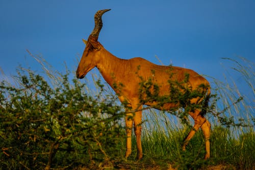 有关alcelaphus buselaphus caama, 动物学, 动物的免费素材图片