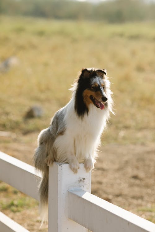 有关sheltie, 冷静, 击剑的免费素材图片