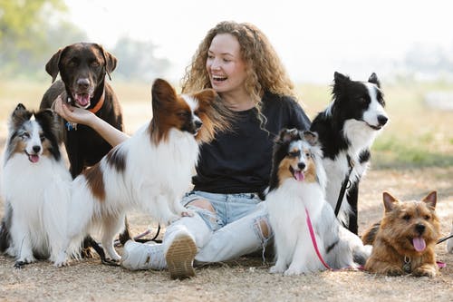 有关sheltie, 一起, 休息的免费素材图片