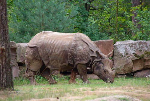 有关保护, 动物, 动物园的免费素材图片