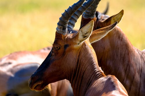 有关alcelaphus buselaphus caama, 一群动物, 冷静的免费素材图片