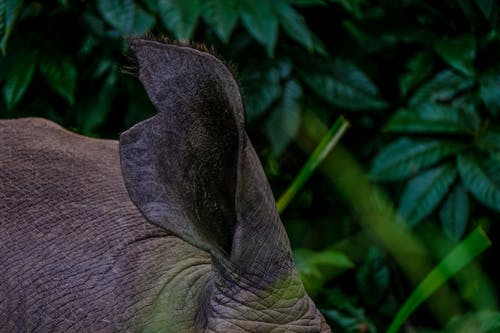 有关元素, 分段, 动物学的免费素材图片