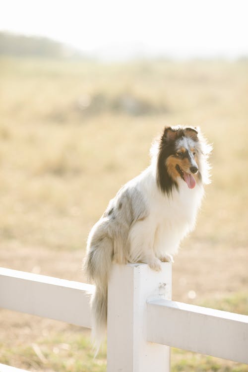 有关sheltie, 伸出舌头, 击剑的免费素材图片