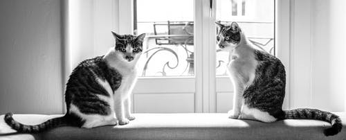 有关bw, 伴侣, 光的免费素材图片