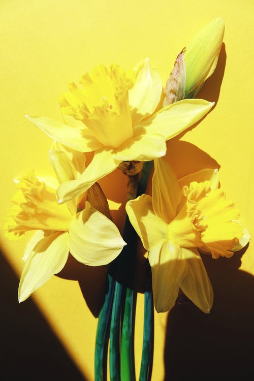 有关垂直拍摄, 水仙, 漂亮的免费素材图片