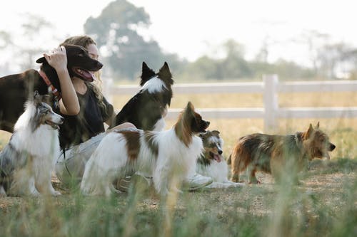 有关sheltie, 一起, 伴侣的免费素材图片