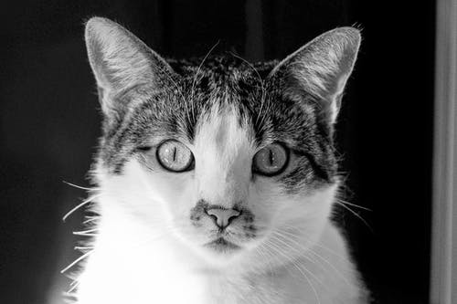 有关bw, 伴侣, 光的免费素材图片