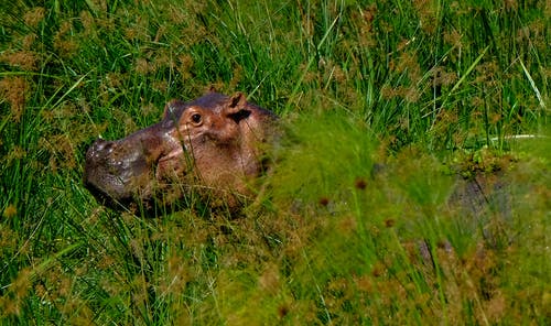 有关光, 动物学, 动物的免费素材图片