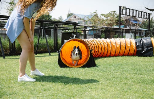 有关sheltie, 一起, 不露面的免费素材图片