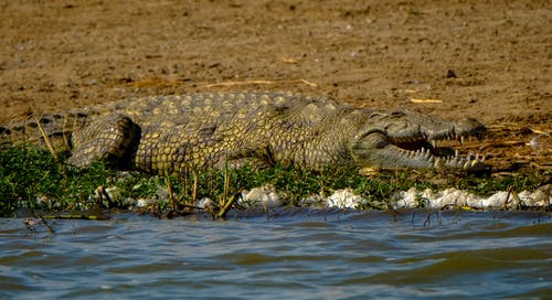 有关crocodylus niloticus, 休息, 侧面图的免费素材图片