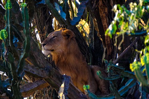 有关乾的, 仙人掌, 动物学的免费素材图片