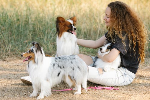 有关sheltie, 一起, 乐天派的免费素材图片