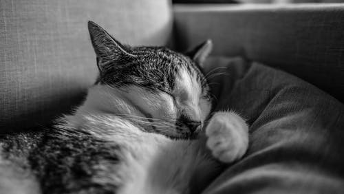 有关bw, 不动产, 休息的免费素材图片