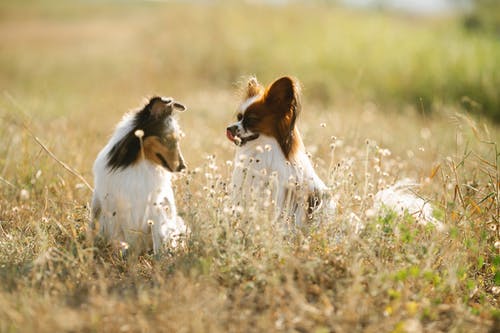 有关sheltie, 动物学, 动物的免费素材图片