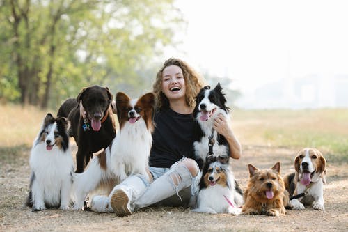 有关sheltie, 休息, 伴侣的免费素材图片