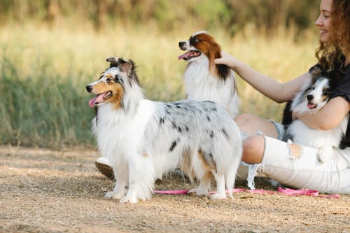 有关sheltie, 一起, 乐天派的免费素材图片