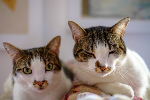 有关一起, 休息, 伴侣的免费素材图片