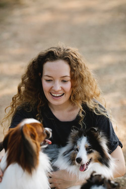 有关sheltie, 一起, 乐天派的免费素材图片