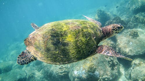 有关动物摄影, 水下, 水生动物的免费素材图片