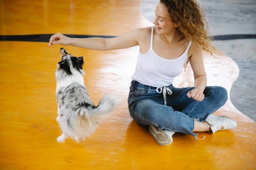 有关sheltie, 一起, 休息的免费素材图片