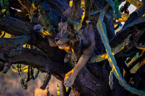 有关仙人掌, 休息, 冷静的免费素材图片