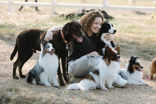 有关sheltie, 一起, 休息的免费素材图片