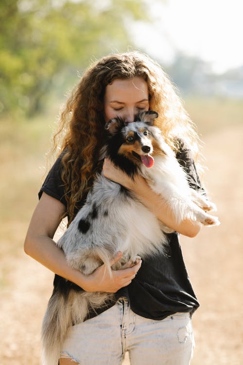 有关sheltie, 休闲, 冷静的免费素材图片