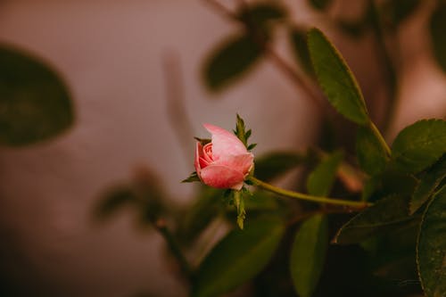 有关味道, 微妙, 景深的免费素材图片