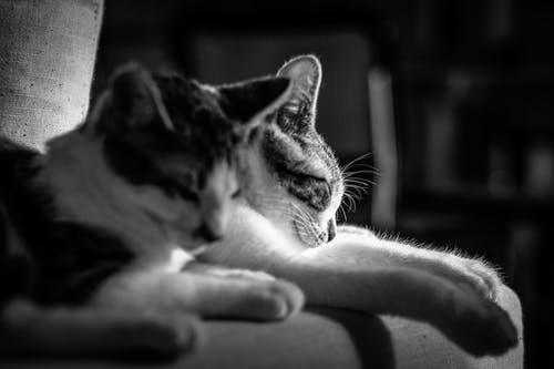 有关bw, 休息, 伴侣的免费素材图片