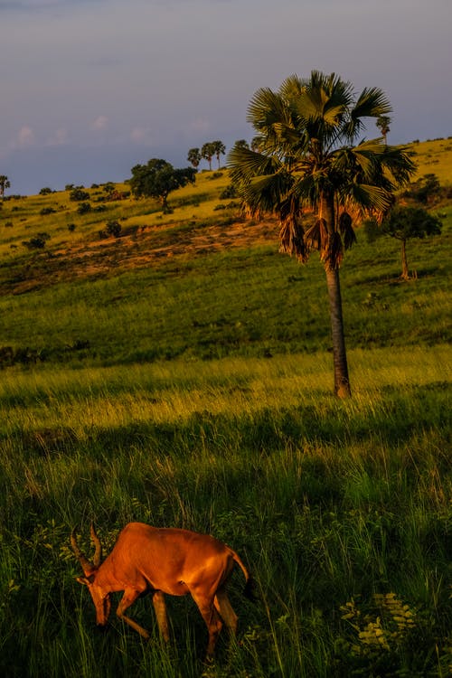 有关alcelaphus buselaphus caama, 冷静, 动物学的免费素材图片