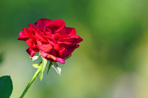 有关增长, 多刺的, 天性的免费素材图片