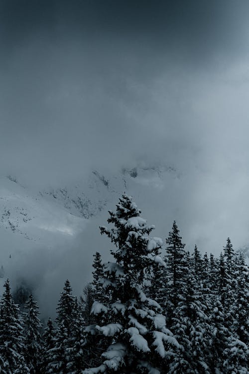 有关冬季, 冬季景观, 冷的免费素材图片
