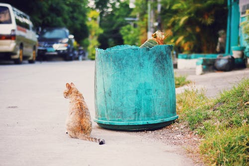 有关人行道, 光, 动物学的免费素材图片