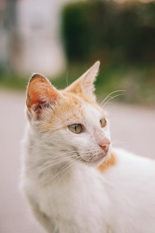 有关冷静, 利益, 动物学的免费素材图片