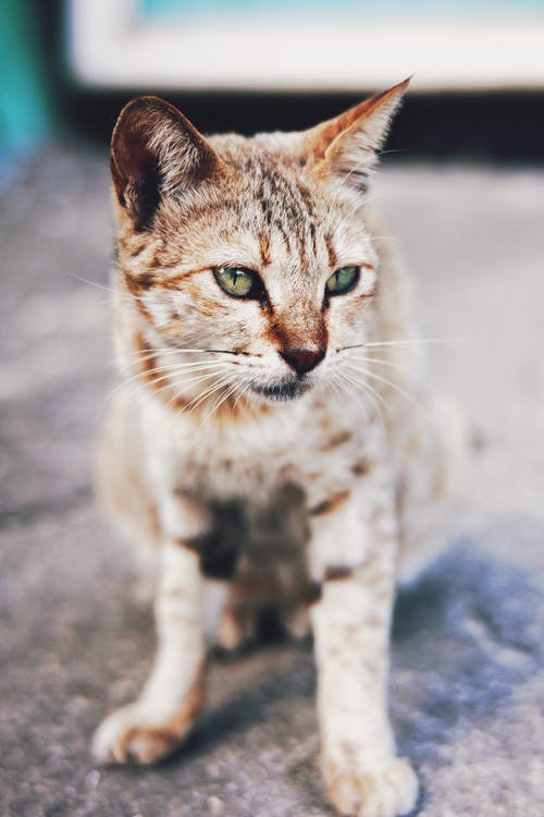 有关人行道, 光, 冷静的免费素材图片