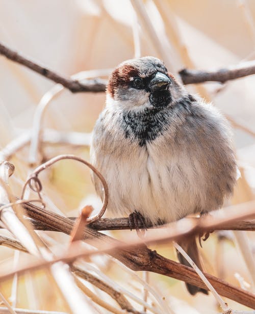 有关垂直拍摄, 景深, 栖息的免费素材图片