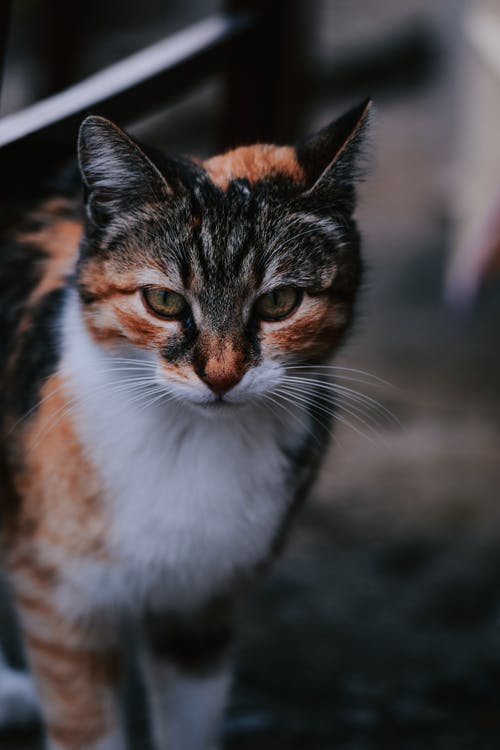 有关一瞥, 冷静, 凝视的免费素材图片