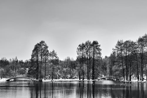 有关单色, 天性, 户外的免费素材图片