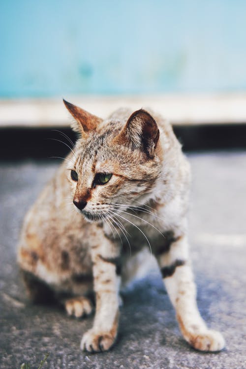 有关人行道, 光, 冷静的免费素材图片